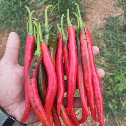 昆明红线椒