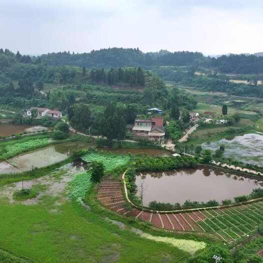 重庆市潼南区1500亩高标准农田出租