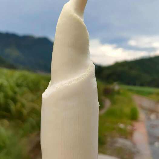 贺州高山茭白 美人茭 茭白  统货 麻袋装 不挑不选