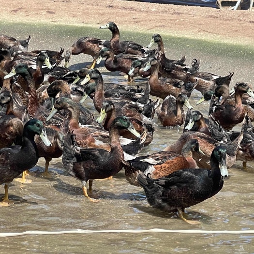 漳浦县水公鸭