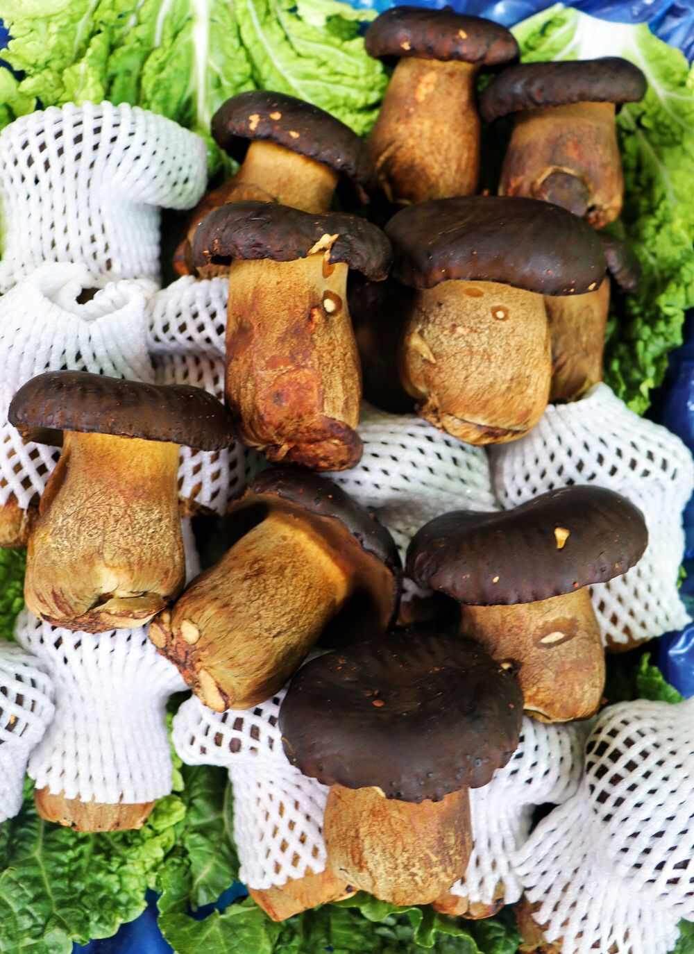 野生牛肝菌