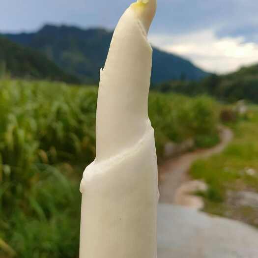 贺州八月茭 高山茭白 美人茭 精品货 人工挑选 丽茭一号