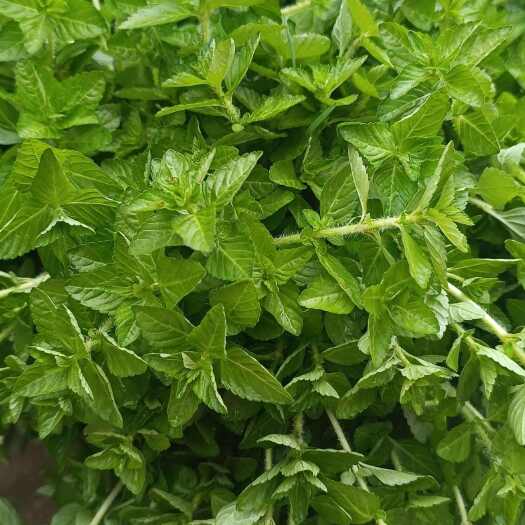 勐海县水香菜野菜傣味菜