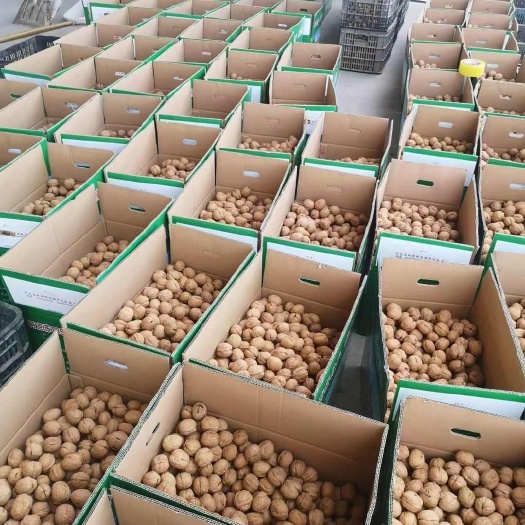 阿克苏市阿克苏纸皮核桃新鲜上市农家自产新疆干果包邮直发
