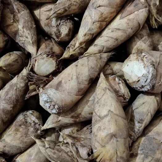 新鲜冬笋源自湖南新田直供批发优质根茎蔬菜竹笋