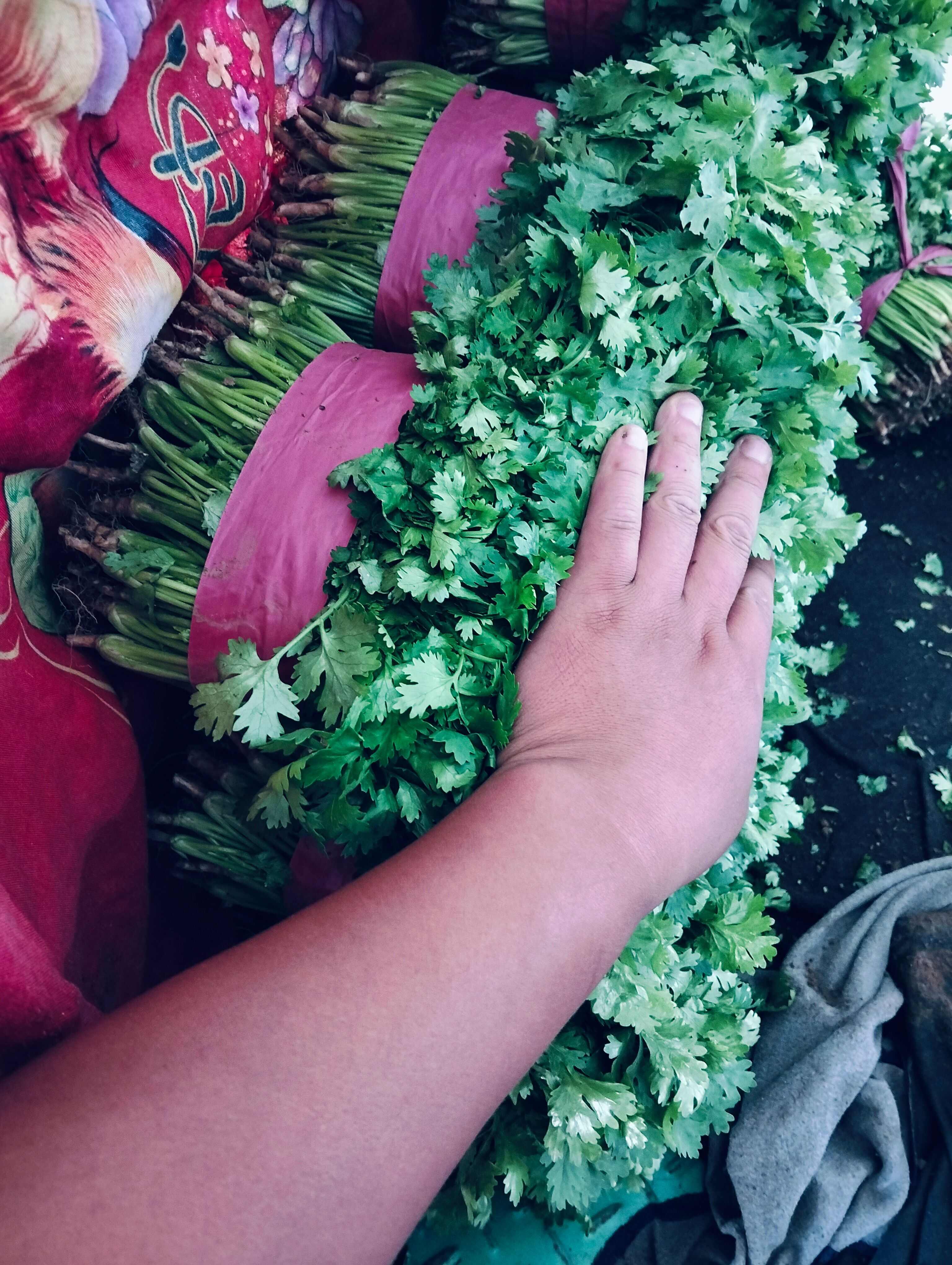 精品香菜常年有貨，大葉，中葉，通通有貨