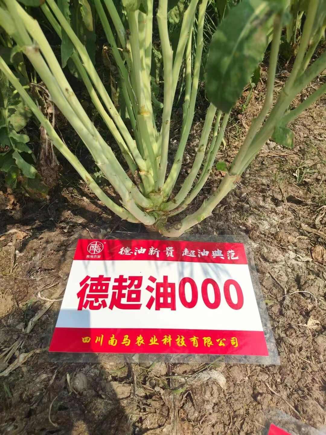 南马德超油000油菜籽种子