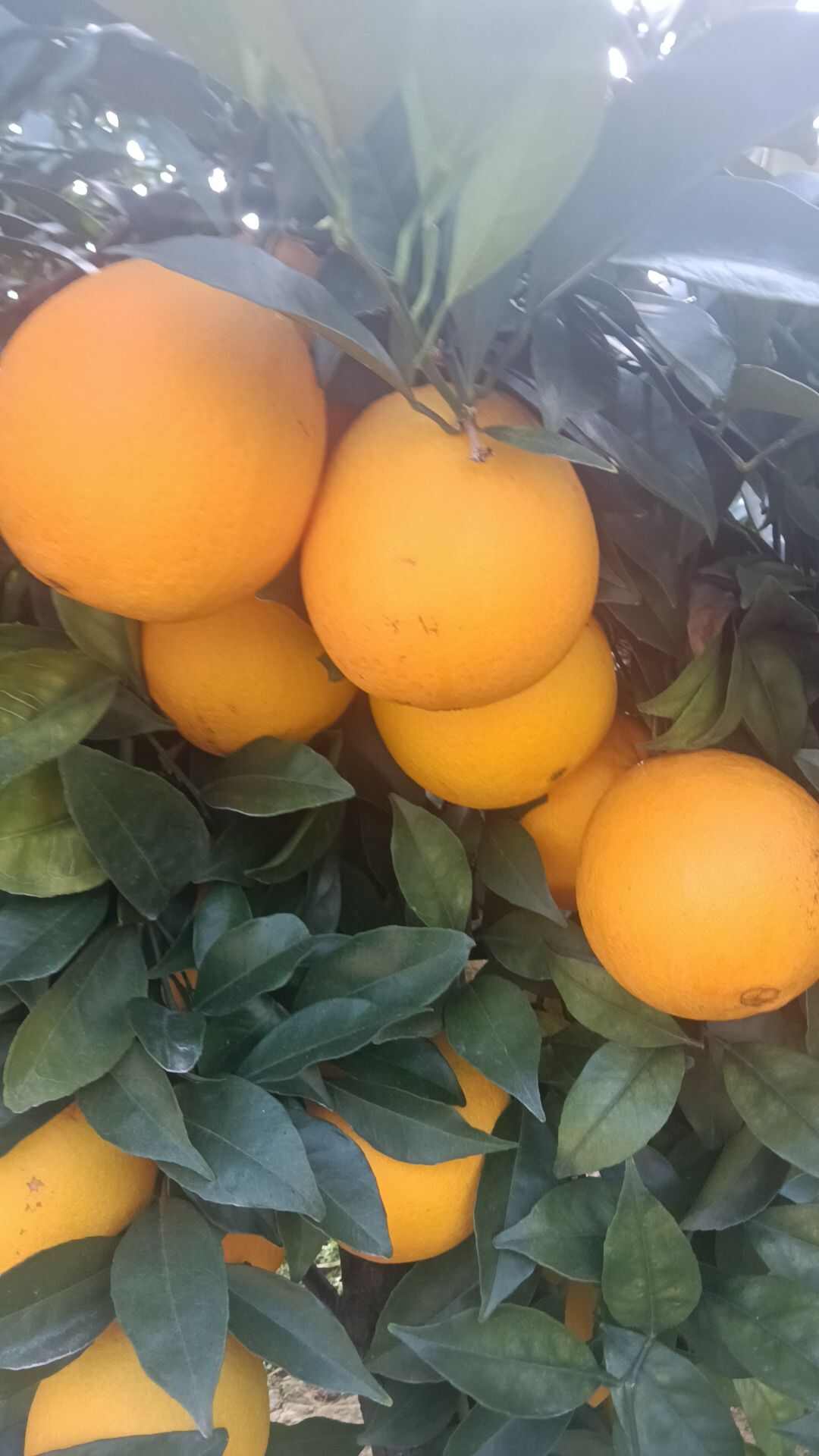 赣南脐橙