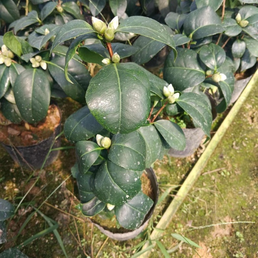 漳平市18杯东方亮供货中，大中小基地直发