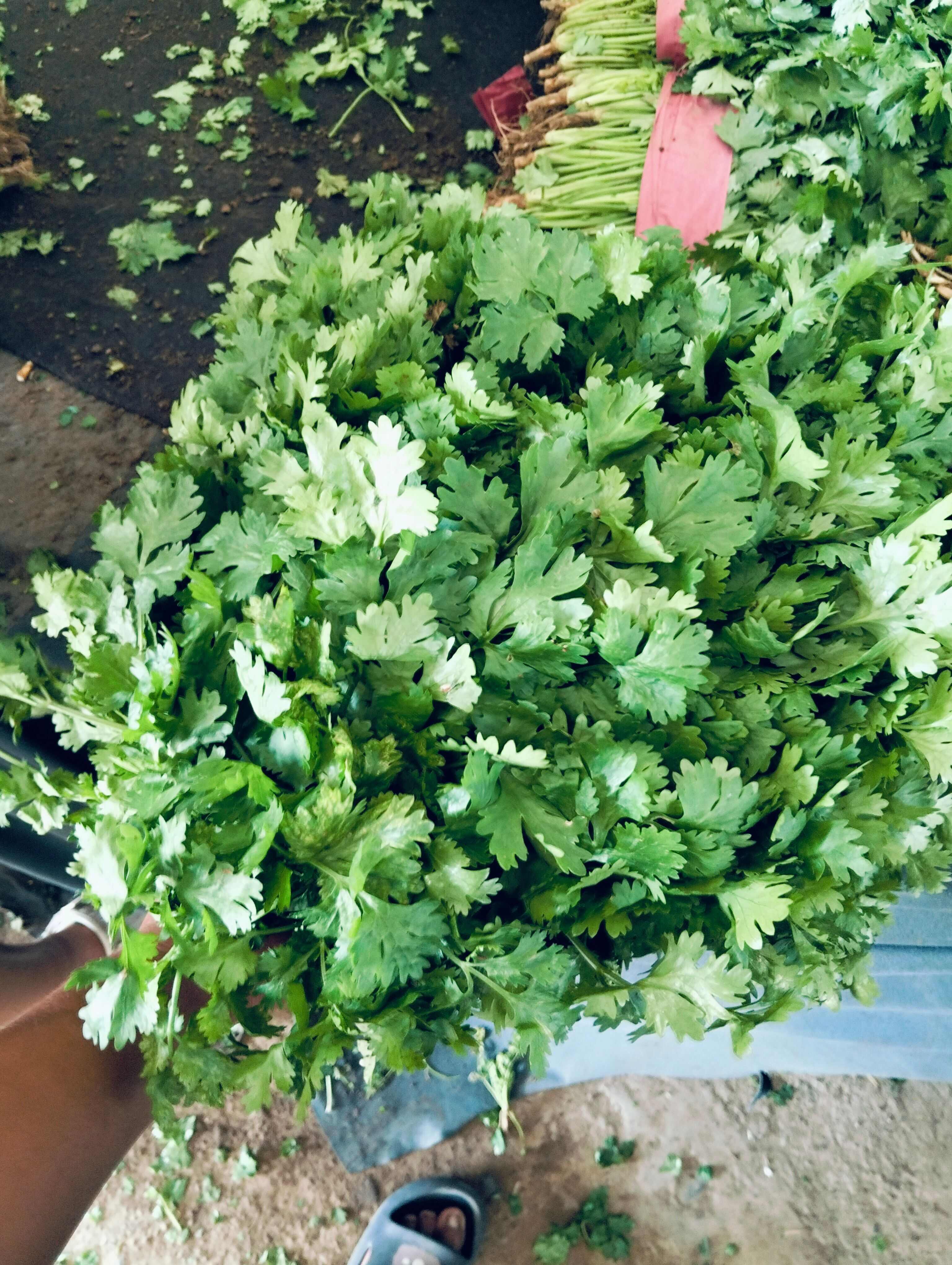 精品香菜常年有貨，大葉，中葉，通通有貨