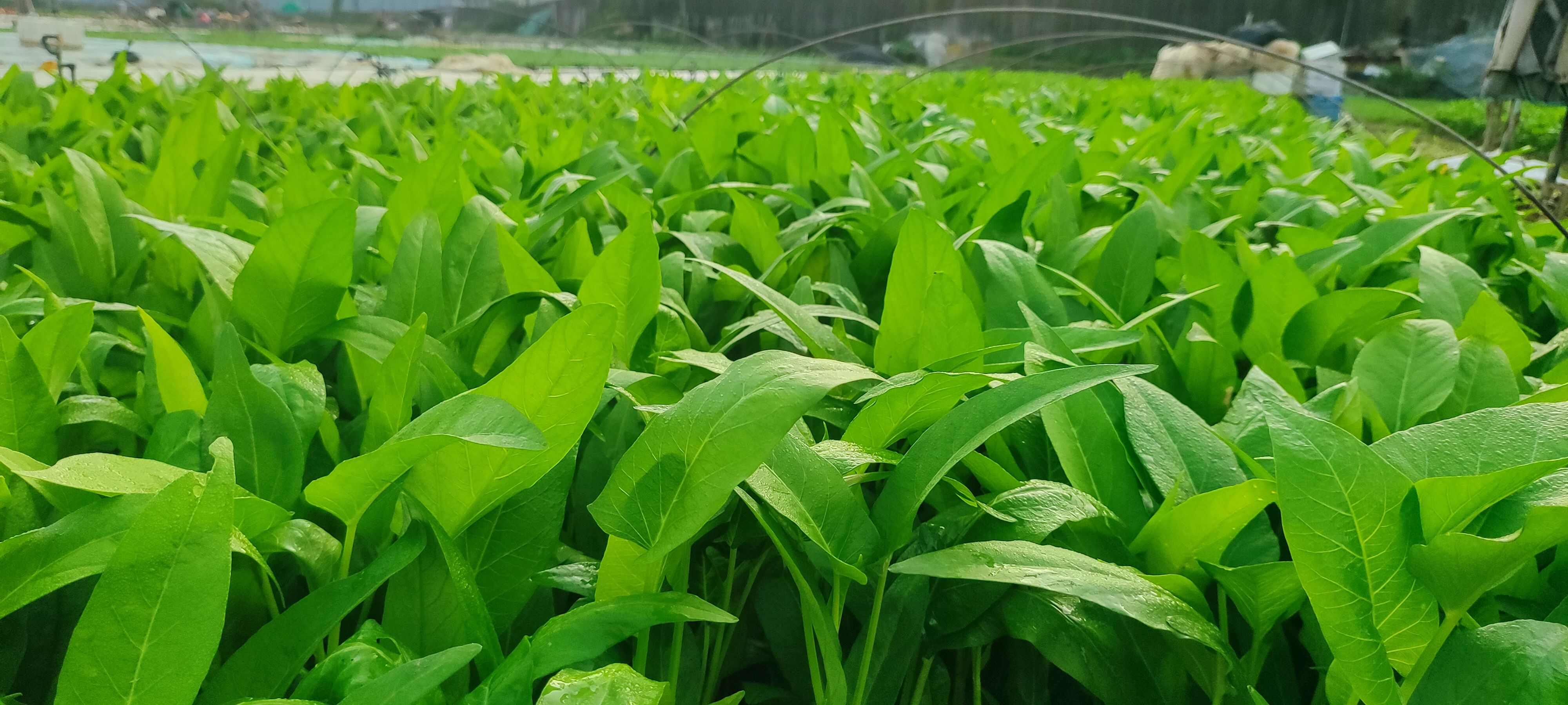 广东深圳龙华新区！观澜出售旱地泰国三叉大叶空心菜长期稳定供应