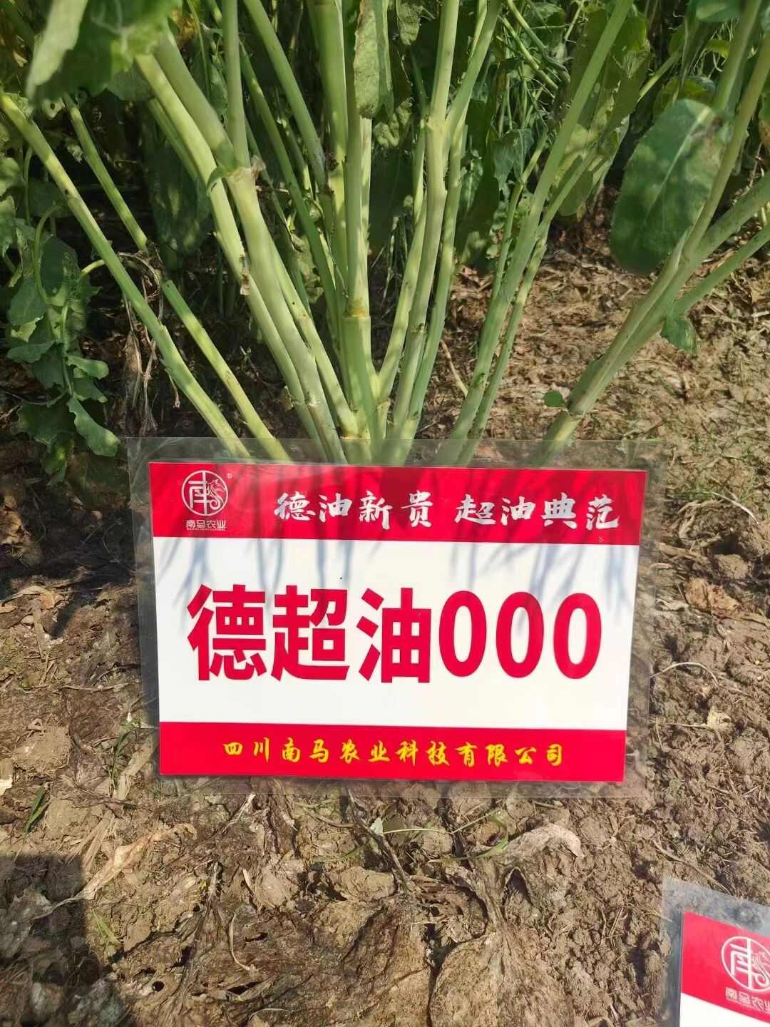 南马德超油000油菜籽种子