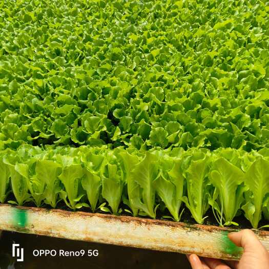 嵩明县生菜苗全年可植，抗热，抗寒耐抽苔