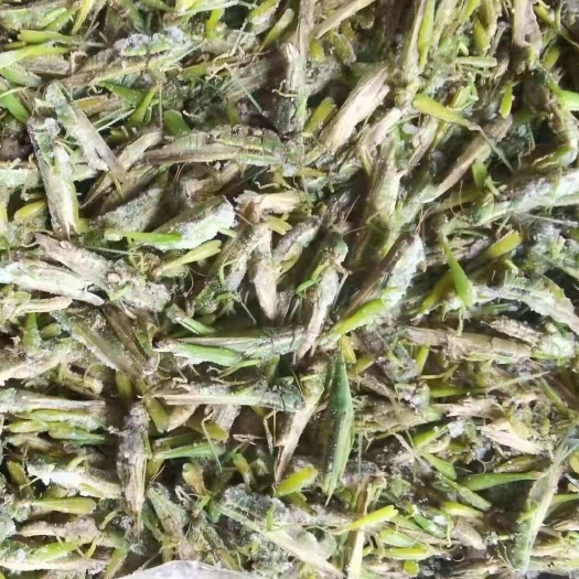 融水县稻蝗