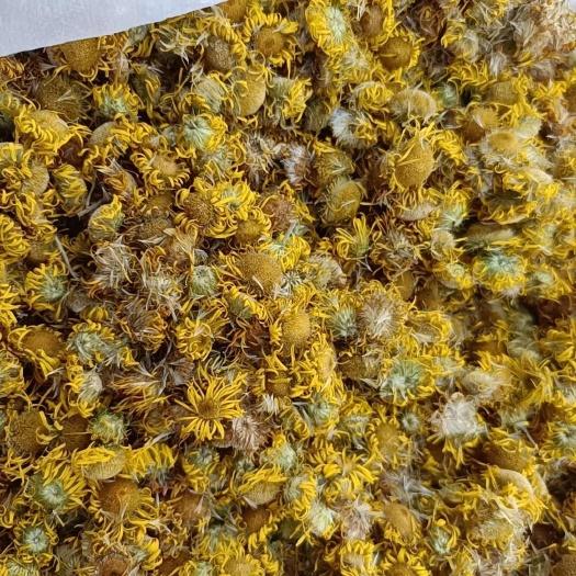 洛南县中药村旋覆花