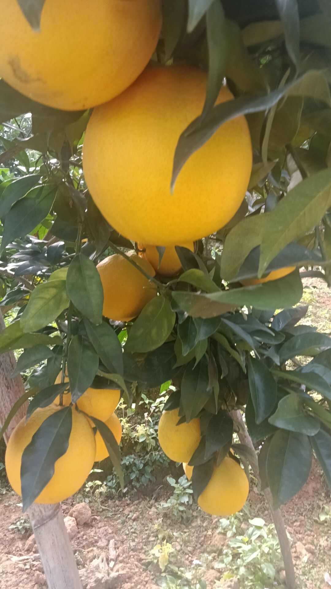 赣南脐橙