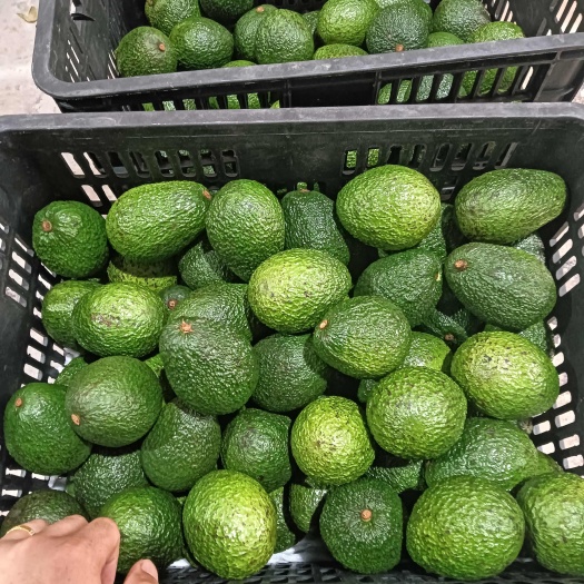 景洪市牛油果