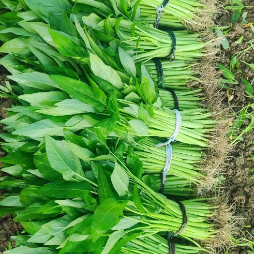 广东深圳龙华新区！观澜出售旱地泰国三叉大叶空心菜长期稳定供应