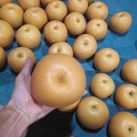 平度市秋月梨山东平度