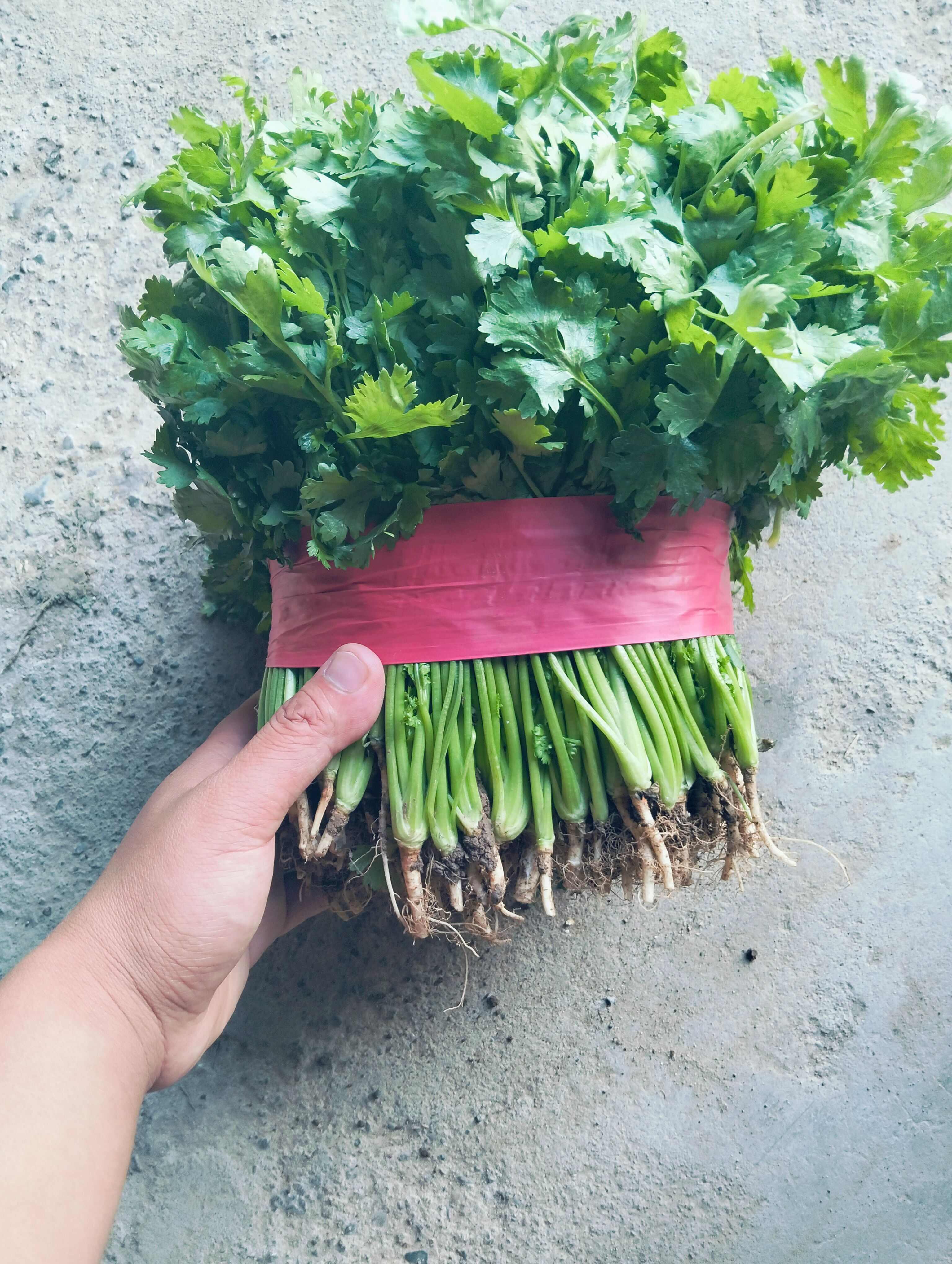 精品香菜常年有貨，大葉，中葉，通通有貨