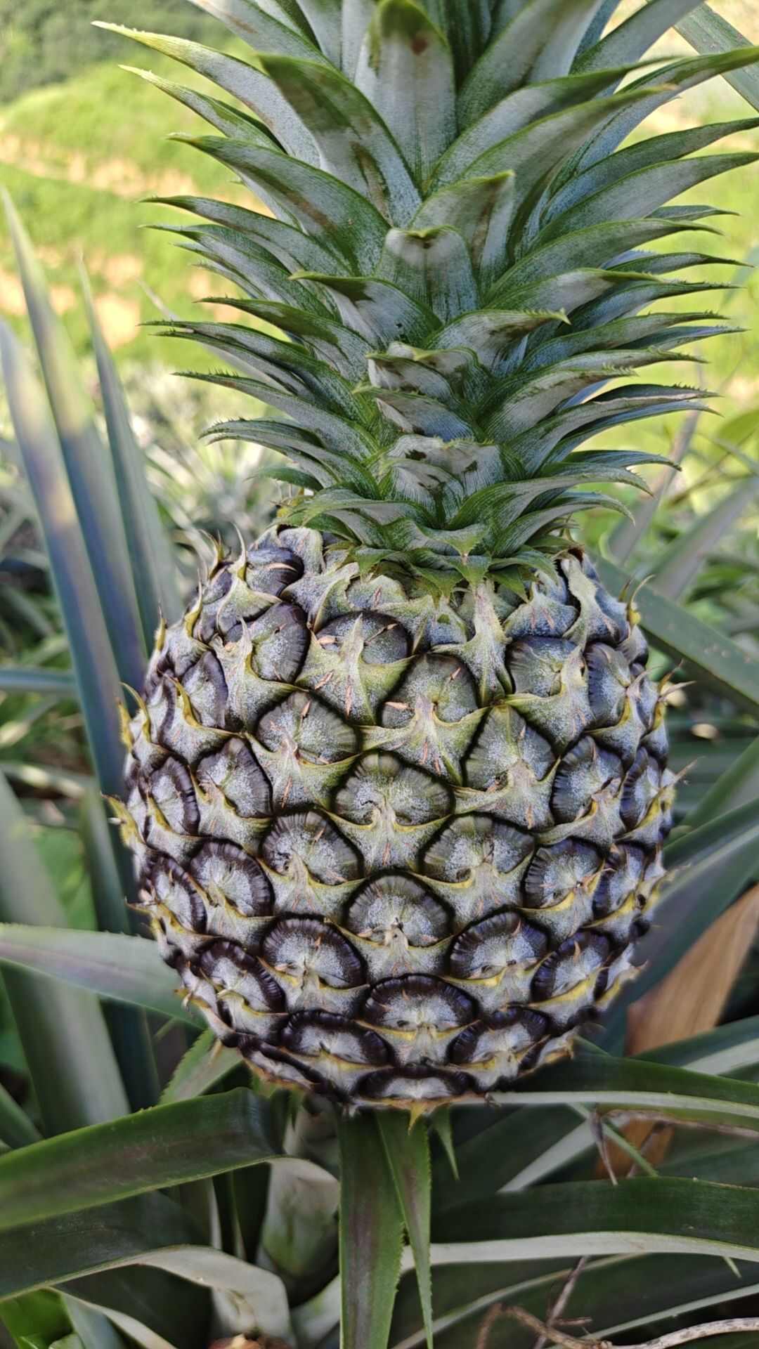 西双版纳凤梨无眼凤梨金钻凤梨