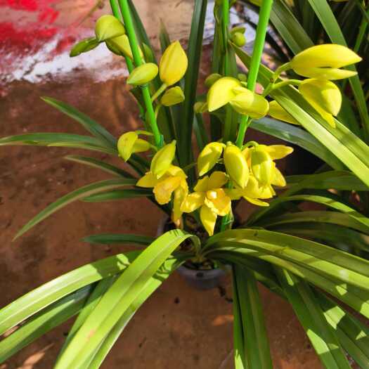 昆明兰花