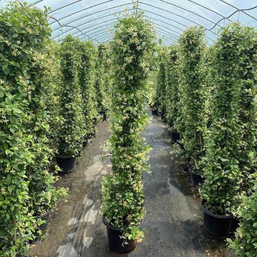 郯城县风车茉莉盆栽大苗络石藤垂丝爬藤花卉耐寒阳台绿植物四季开花庭院