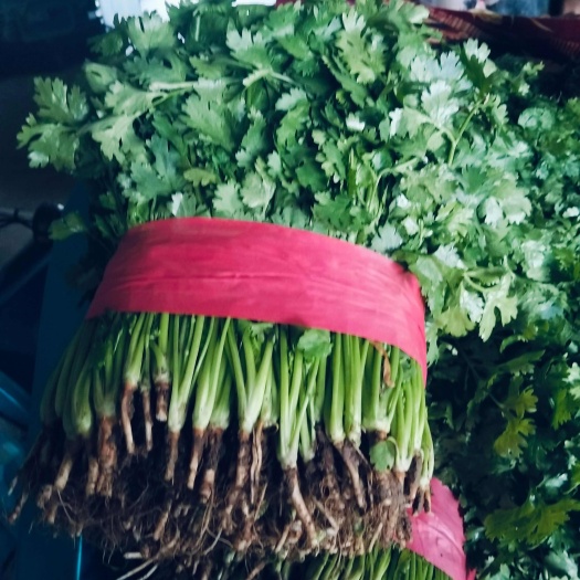 汝州市精品香菜常年有货，大叶，中叶，通通有货