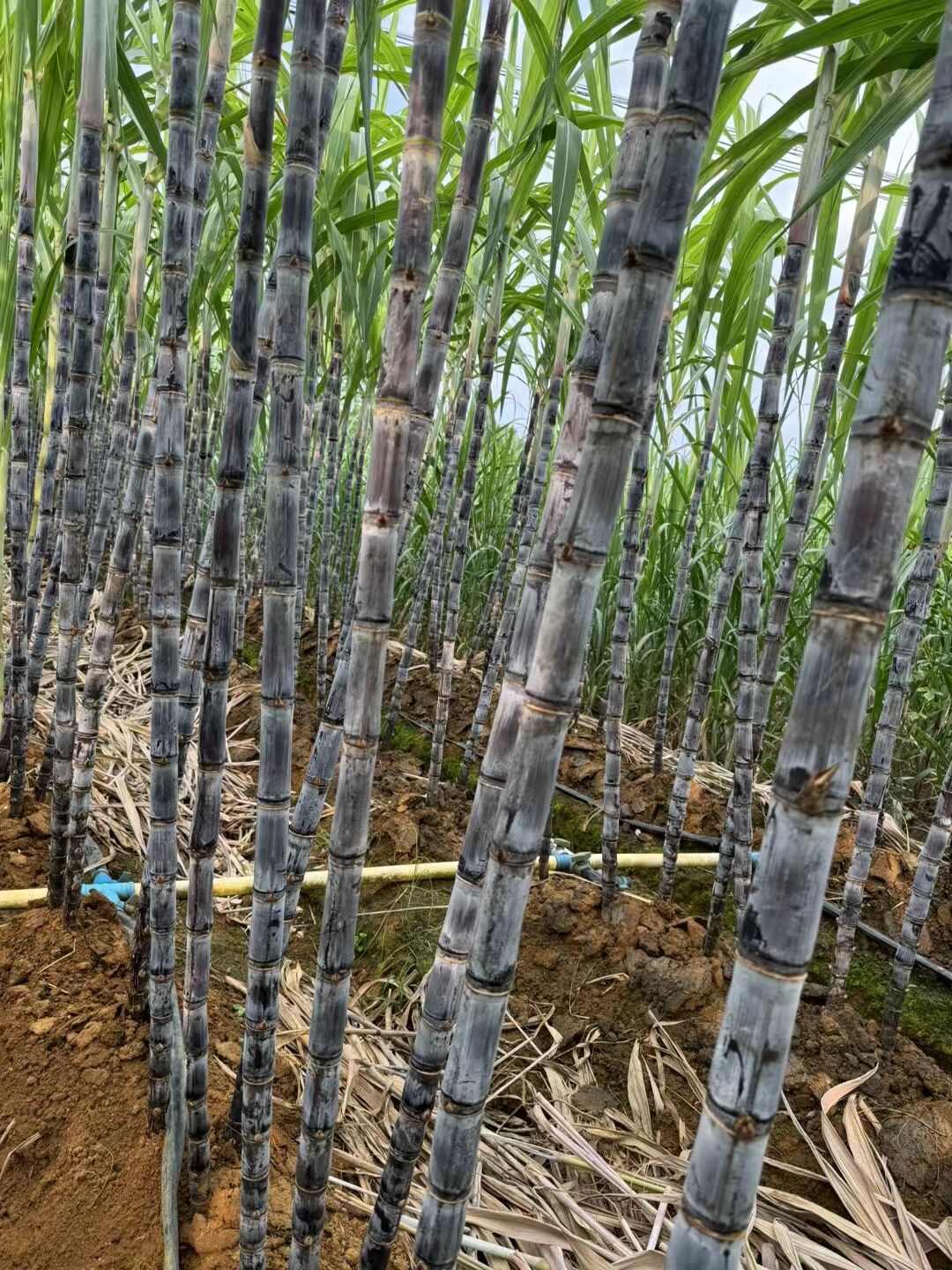 广西黑皮甘庶一手货源，颜色好，节巴长，高度够高，甜度够。