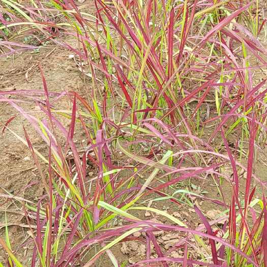 临朐县日本血草(高40cm左右，芽量3个以上)