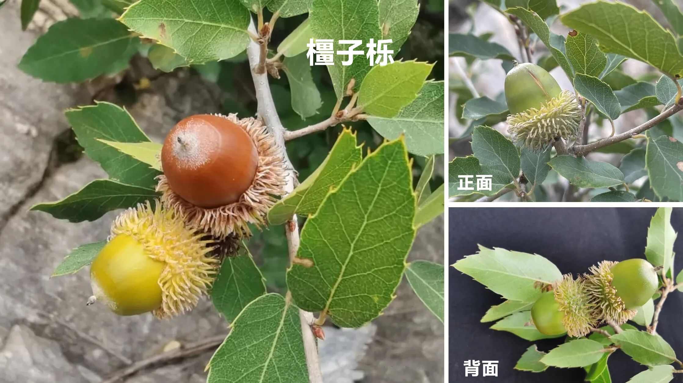 橡子