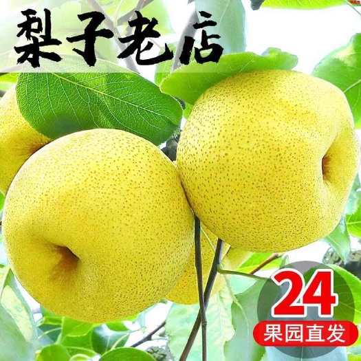 乾县乾县酥梨，皮薄肉厚，汁水多，甜度高