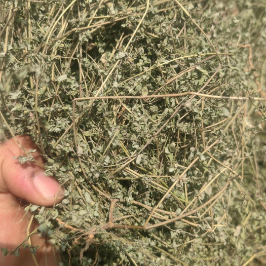地锦草中药材斑地锦草花盖地血见愁红丝草奶汁浆草