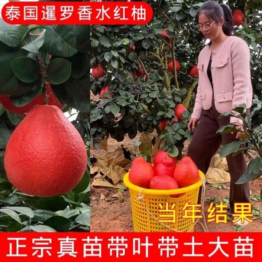 容县泰国暹罗红柚