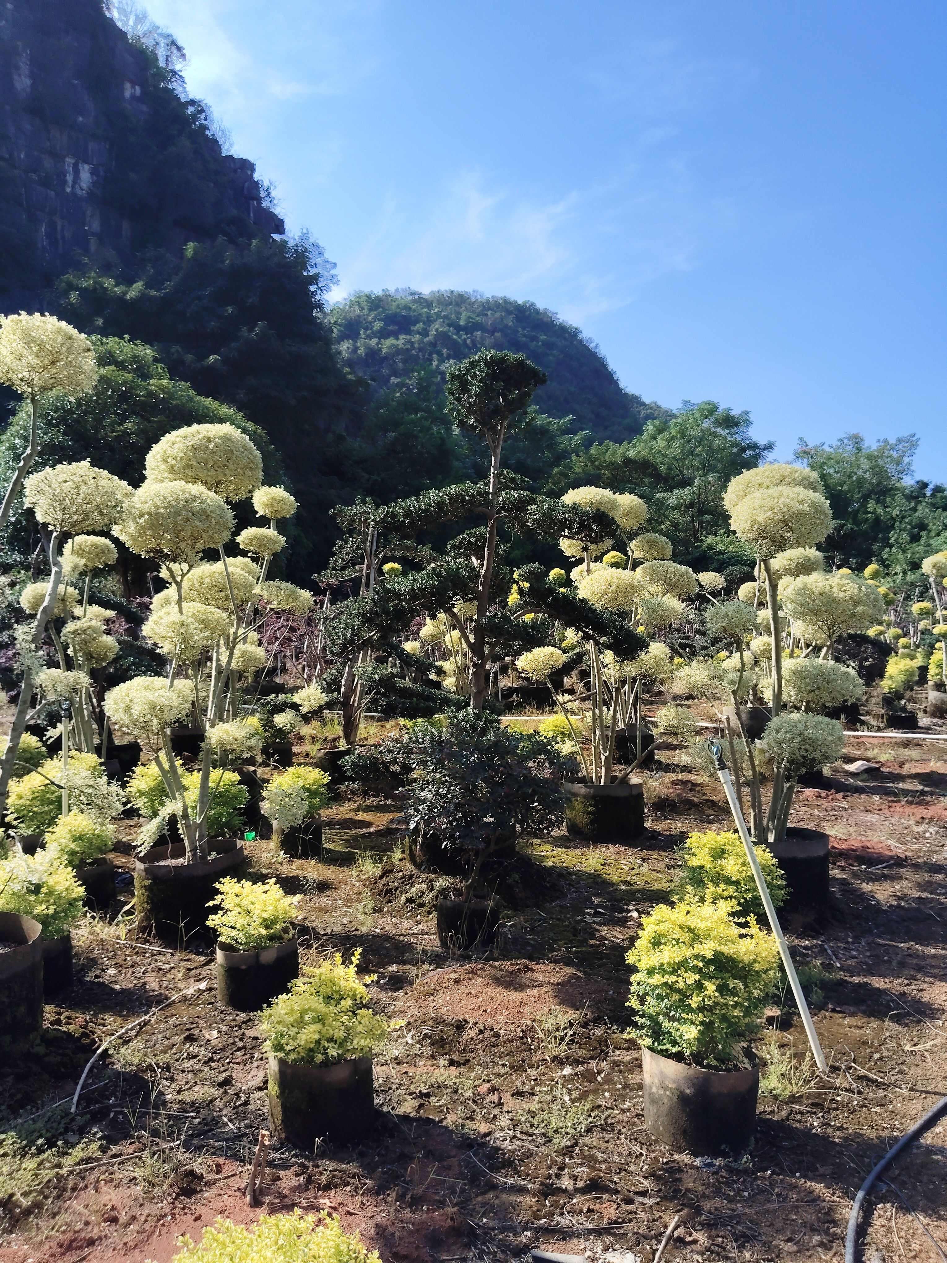 供应造型金姬小蜡阳朔县兴园苗木种植场
