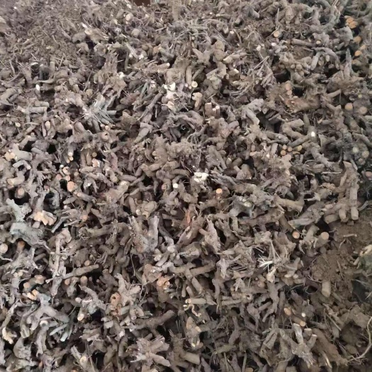 巴中观赏药用芍药种根 药用白芍药根一手货源