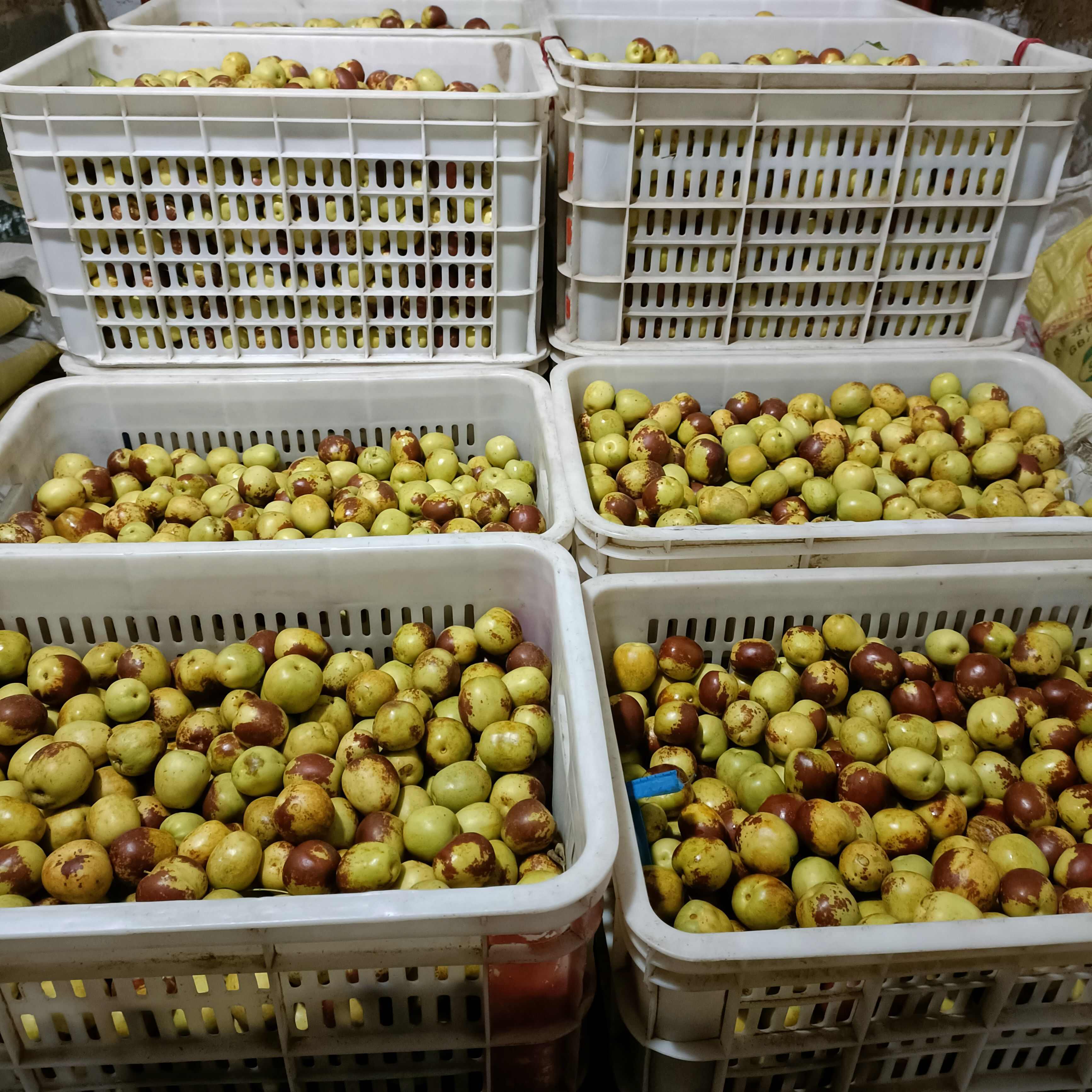 正宗沾化冬枣大果