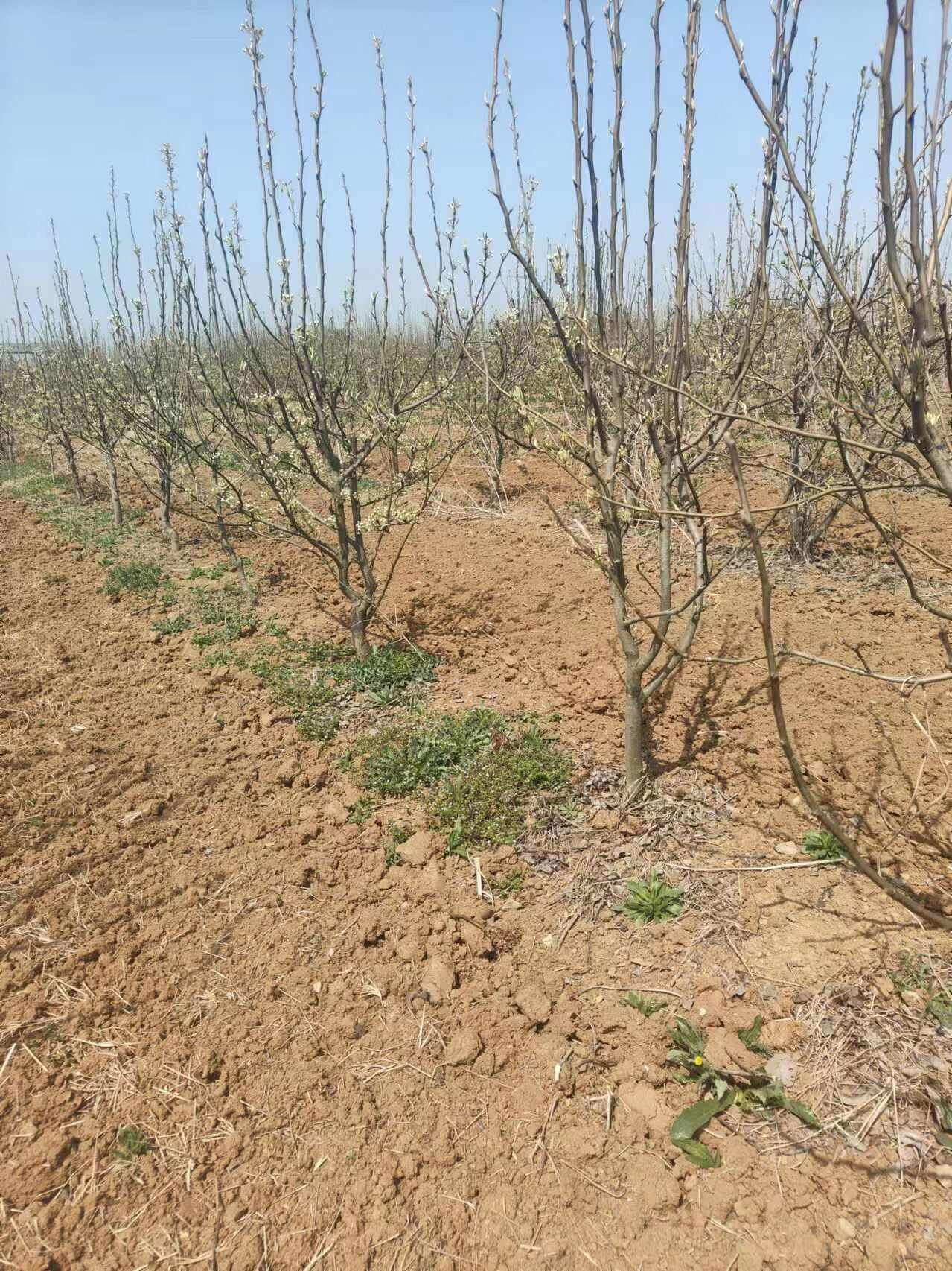 翠冠梨苗