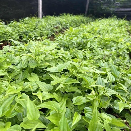 峨边县百部苗  红花百部种苗 基地直发