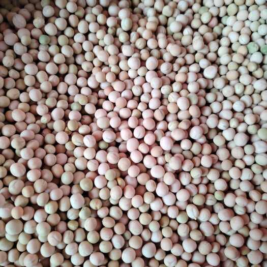 富源县云南本地大白豌豆吃豌豆菜可以种植朱砂红黑眉豌豆产地批发
