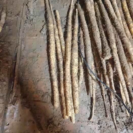 蠡县深州小白嘴大货