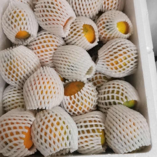 融安县供脆蜜金桔果，滑皮金桔果