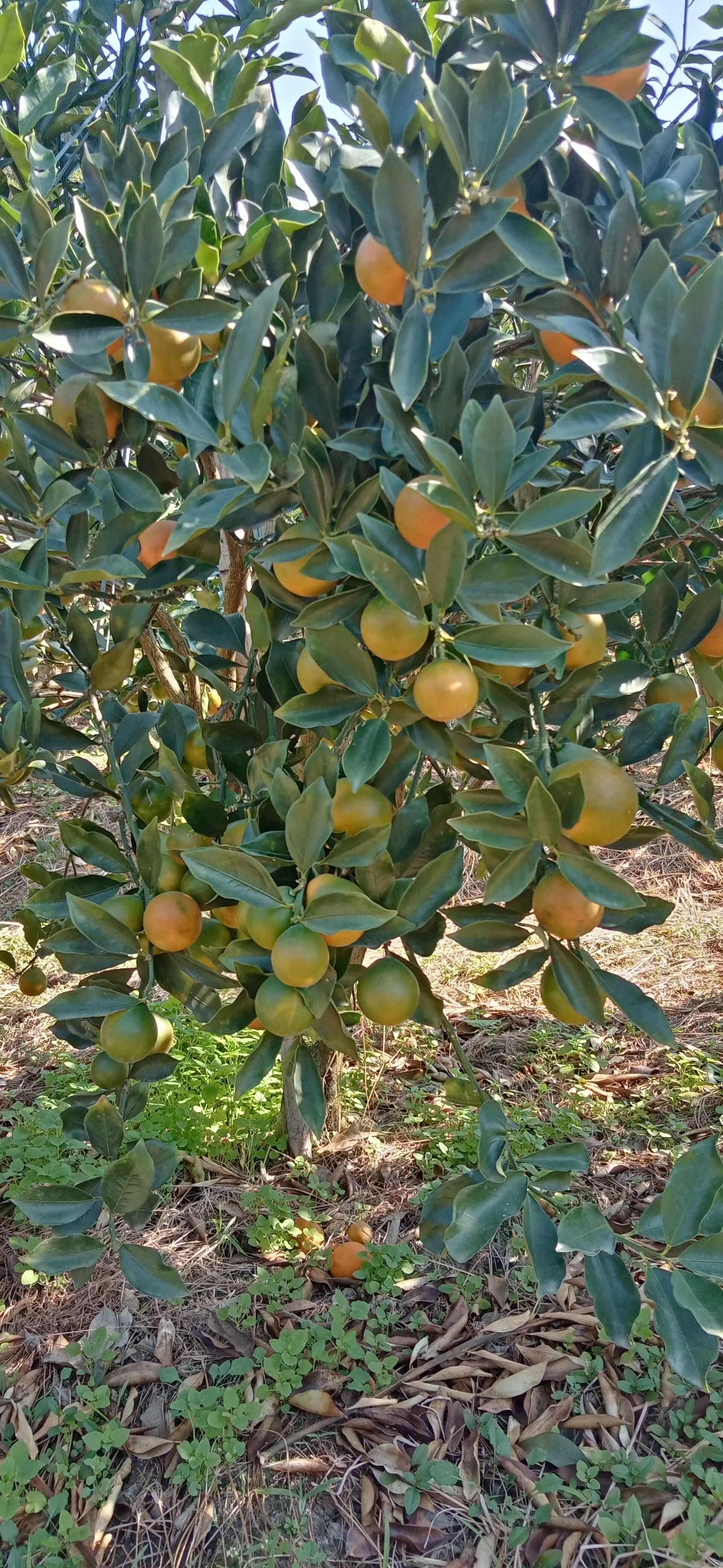 供脆蜜裸根苗，营养杯苗，滑皮裸根苗，滑皮营养杯苗