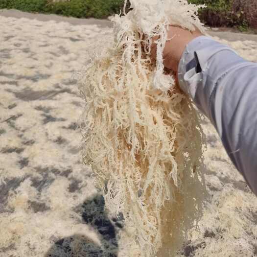 滕州市50斤中条潮菜海石花55斤细条潮菜海石花清脆爽口