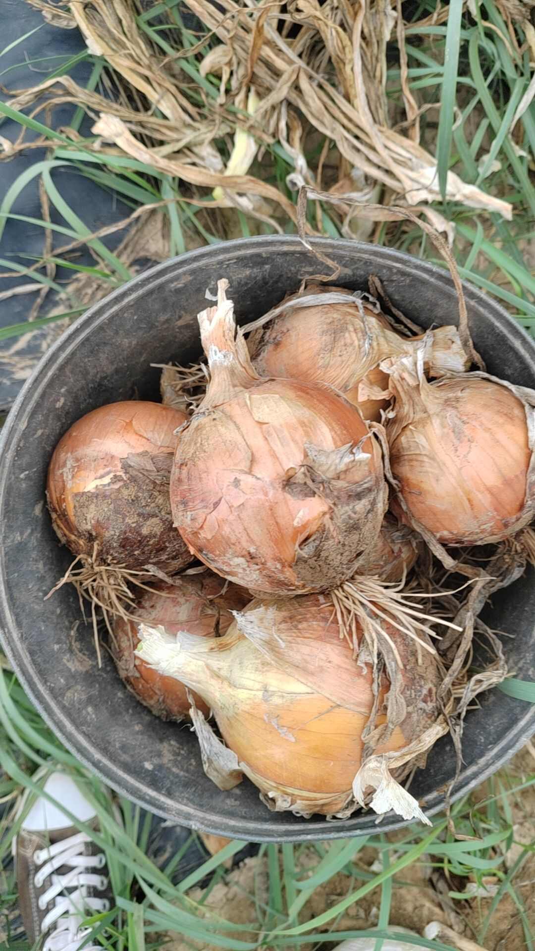 黄皮洋葱