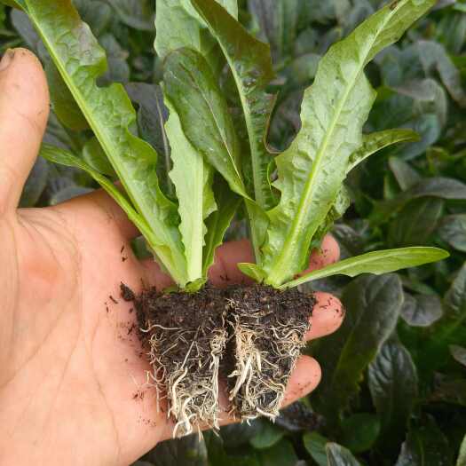 通海县红尖莴笋苗