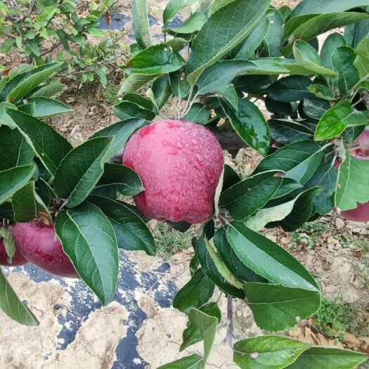 甘谷县天水花牛苹果