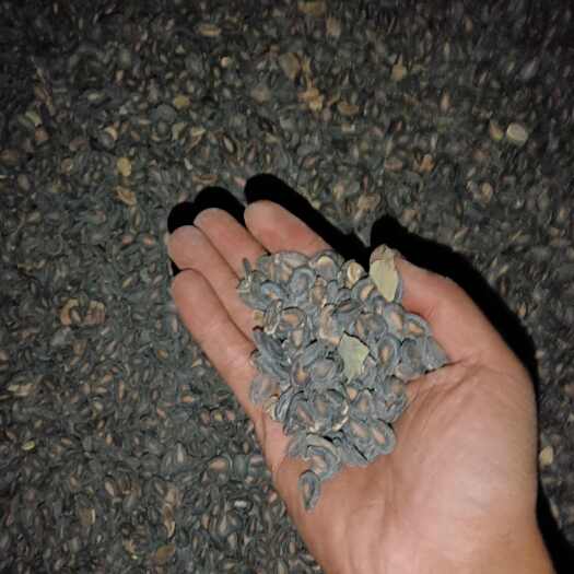 吉木萨尔黑小片瓜子