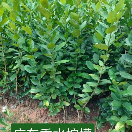 容县广西玉林容县香水柠檬树苗