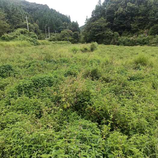 武平县新鲜仙草